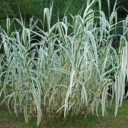 Arundo donax Variegata Compact Ely - Topf Ø 19 cm
