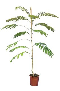 Albizia julibrissin Ombrella Boubri - totale hoogte 80+ cm - pot Ø 17 cm