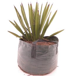 Yucca faxoniana - 43 ltr [pallet]