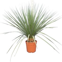 Nolina nelsonii - totale hoogte 130-150 cm - pot Ø 36 cm [pallet]