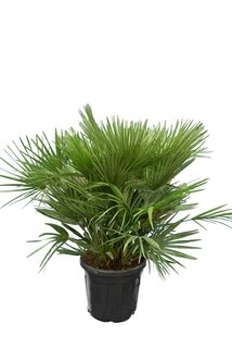 Chamaerops humilis Vulcano - totale hoogte 80-100 cm - pot Ø 40 cm