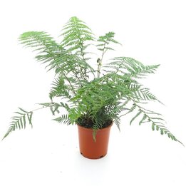 Dicksonia antarctica - pot Ø 24 cm