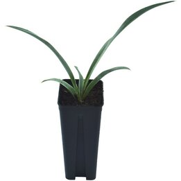 Yucca faxoniana - pot 7 x 7 cm