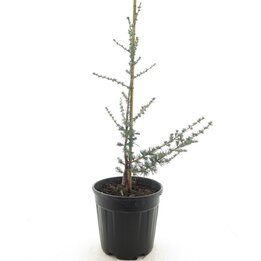 Cedrus atlantica Glauca - pot Ø 30 cm