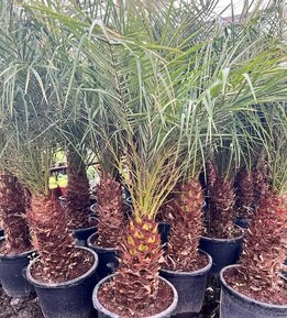 Phoenix roebelenii - dikke stam - stam 50-60 cm - totale hoogte 180-220 cm - pot Ø 45 cm [pallet]