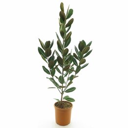 Magnolia grandiflora - pot Ø 28 cm