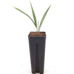 Serenoa repens Silver Form - pot 7 x 7 cm