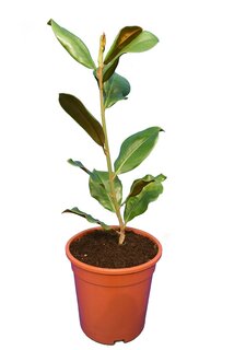 Magnolia grandiflora Victoria - pot Ø 17 cm