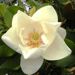 Magnolia grandiflora Nantais - pot Ø 17 cm