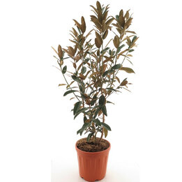Magnolia grandiflora - pot Ø 35 cm