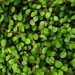 Muehlenbeckia axillaris complexa - pot Ø 22 cm