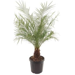 Phoenix roebelenii - dikke stam - stam 20-30 cm [pallet]