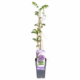 Wisteria frutescens Longwood Puple - pot 2 ltr
