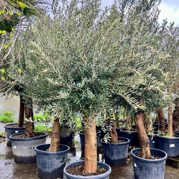 Olea europaea - stamomtrek 40-50 cm [pallet]