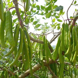 Ceratonia siliqua - Topf Ø 26 cm [Palette]