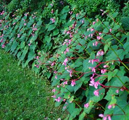 Begonia grandis - pot Ø 19 cm