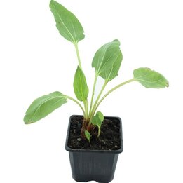 Rheum alexandrae - pot 9 x 9 cm