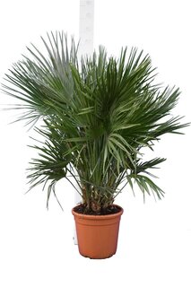Chamaerops humilis - tronc 15-30 cm - hauteur totale 90-110 cm - pot Ø 40 cm [palette]