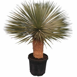 Yucca rostrata - stam 50-60 cm - totale hoogte 120-160 cm - pot Ø 43 cm [Pallet]