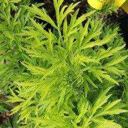 Sambucus nigra Golden Tower - pot Ø 21 cm