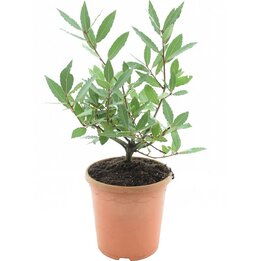 Laurus nobilis - total height 40-60 cm - pot Ø 23 cm