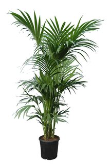 Howea forsteriana - pot Ø 45 cm [pallet]