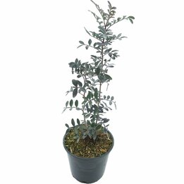 Pistacia lentiscus - totale hoogte 40-60 cm - pot Ø 18 cm