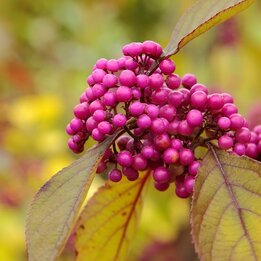 Callicarpa bodinieri Profusion - total height 100+ cm - pot Ø 21 cm