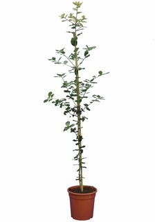 Quercus ilex - pot Ø 21 cm