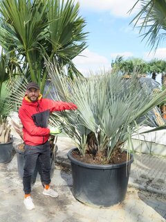 Nannorrhops sp. Silver Iran - trunk 50-70 cm - total height 200+ cm - pot Ø 100 cm [pallet]