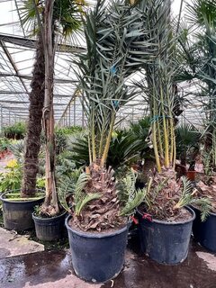 Phoenix dactylifera - stam 50-60 cm [pallet]