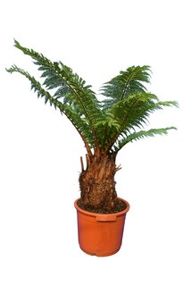 Dicksonia antarctica - dikke stam XL - stam 30-40 cm [pallet]
