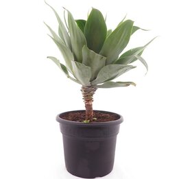 Agave attenuata - pot 40 cm [pallet]