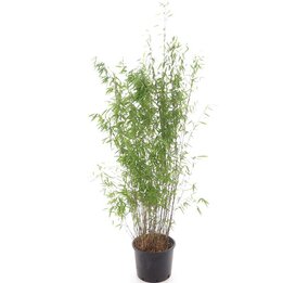 Fargesia nitida Volcano - pot 10 ltr [pallet]