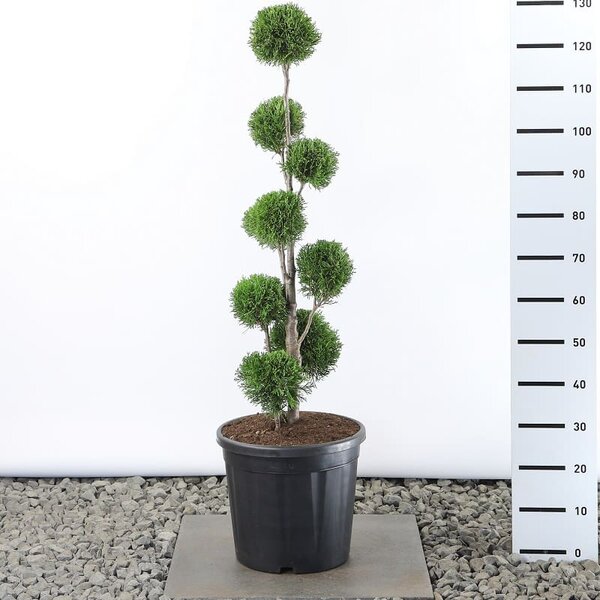 10 Piante Di Thuja Smaragd Alte 30-40 Cm - Per Siepi Sempreverdi, Vaso 13 Cm, Coltivate In Toscana