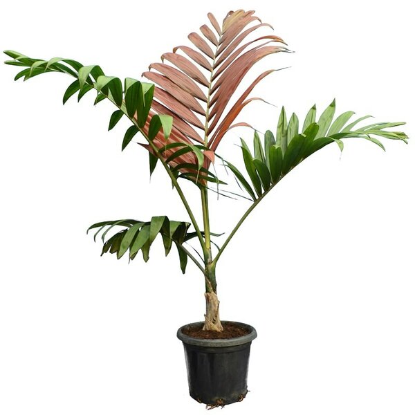 Chambeyronia macrocarpa pot Ø 40 cm Gardenpalms