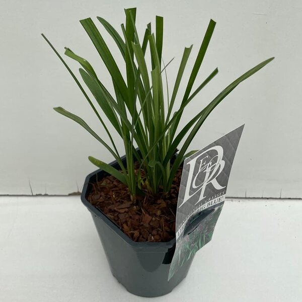 Liriope muscari Big Blue - 2 ltr - Gardenpalms