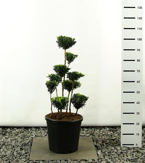 Buxus Mypalmshop Gardenpalms